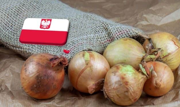 Lengyelország: ismét emelkedésnek indulhat a hagyma ára