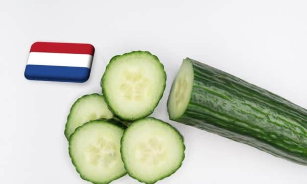 Hollandia: kifejezetten jó évet zártak az uborkatermesztők
