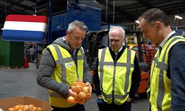 Hollandia: a Waterman Onions lehet az első 100%-ban energiasemleges hagymafeldolgozó