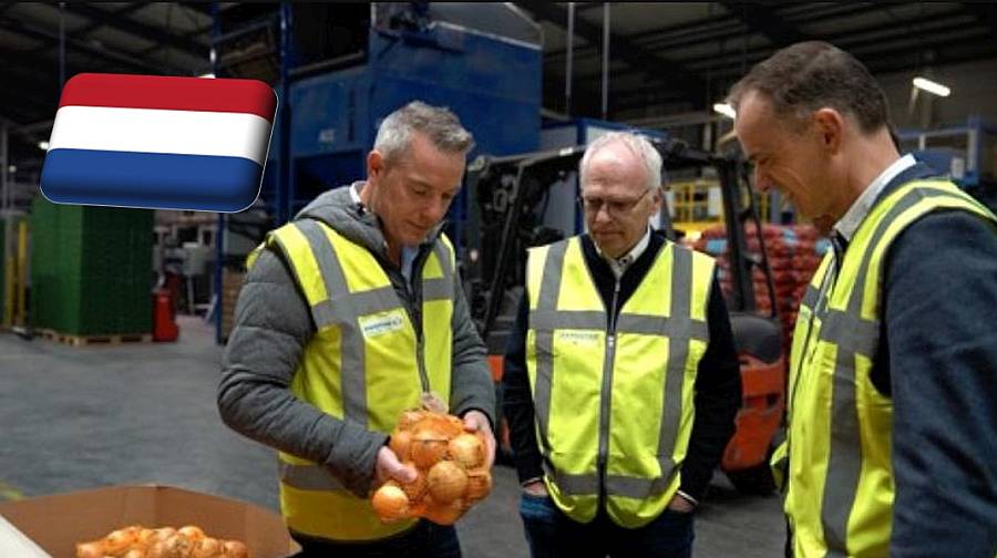 Hollandia: a Waterman Onions lehet az első 100%-ban energiasemleges hagymafeldolgozó