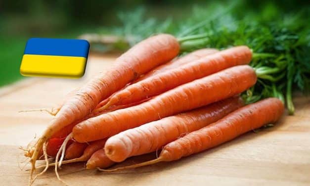 Ukrajna: ismét emelkedett a sárgarépa ára, fogyóban a készletek