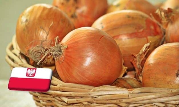 Lengyelország: megkezdődött a hagymaárak emelkedése, nincs elég áru a piacokon