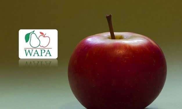 WAPA: a tavalyinál 6,4%-kal kevesebb alma van raktáron, jól fogynak a készletek