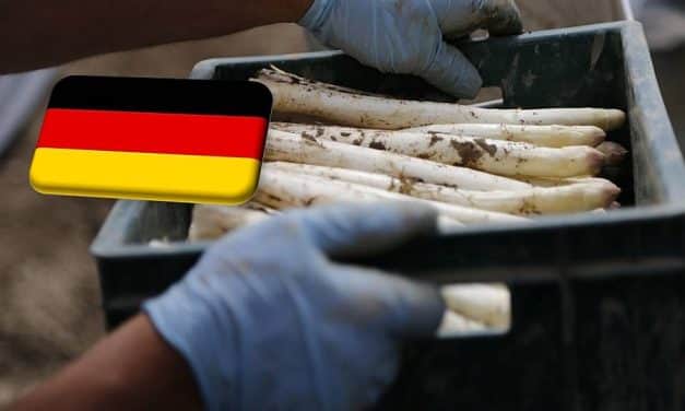 Németország: bizakodóak a spárgatermesztők az idény kezdetén