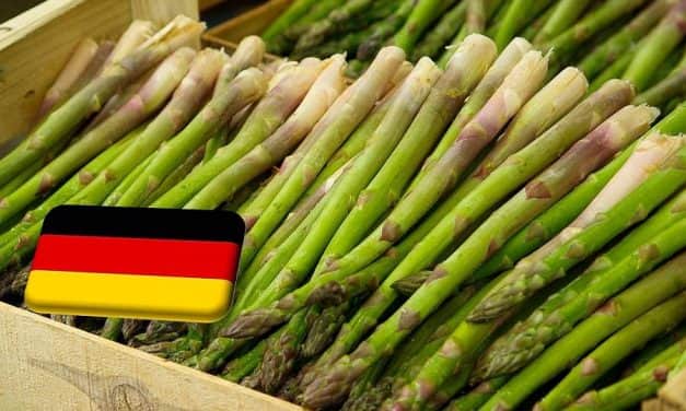 Németország: 2022-ben csaknem 30%-kal kevesebb spárga importjára volt szükség