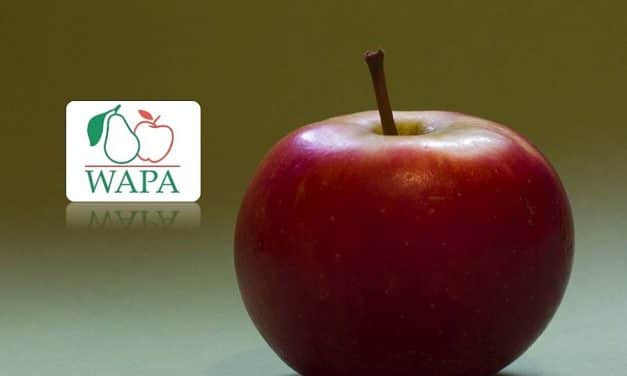 WAPA: a tavalyinál 11%-kal kisebb az európai almakészletek volumene