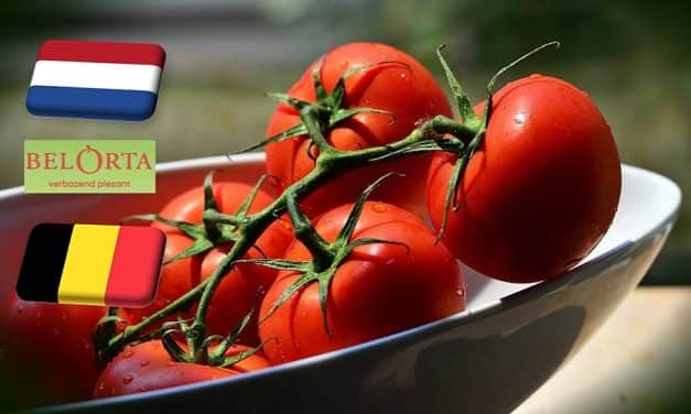 Benelux: megkezdődött a fürtös paradicsom árának mérséklődése