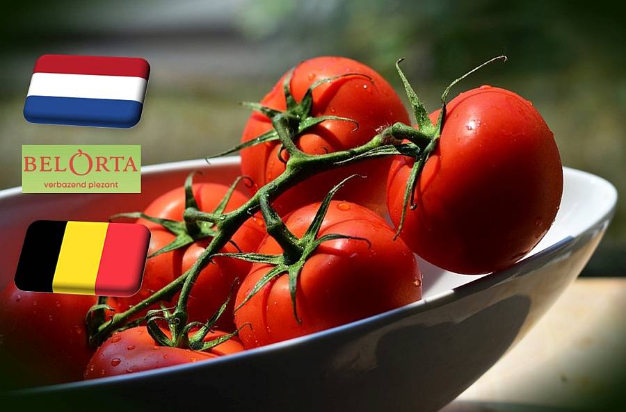 Benelux: megkezdődött a fürtös paradicsom árának mérséklődése