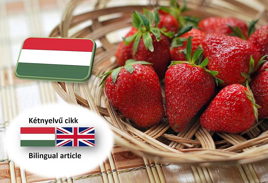 Bőségesen virágzó állományok és jó korai kilátások a magyar szamócaszezon kezdetén