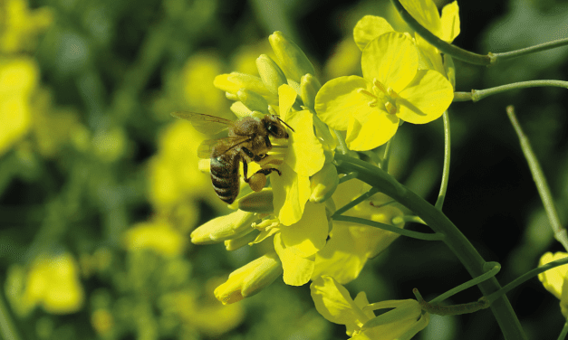 Natural Force – méhkímélő biostimulátor a KITE-től (x)