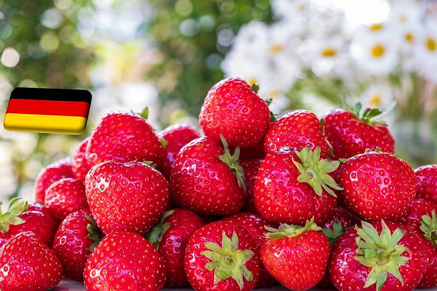 Németország: a héten kezdődik a hidegfóliás szamóca szedése