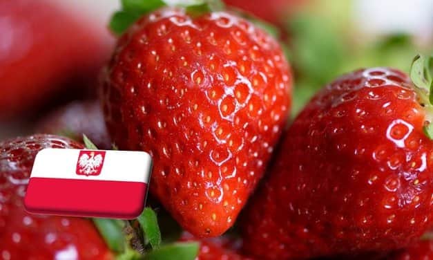 Lengyelország: május 8. körül kerülhet piacra a hidegfóliás szamóca