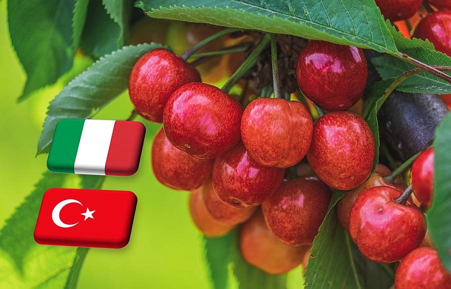 Olaszországban és Törökországban már kapható az idei első cseresznye