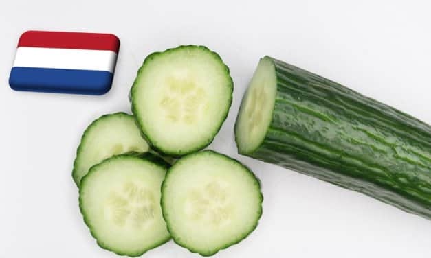 Hollandia: még tart a túlkínálat az uborka piacán