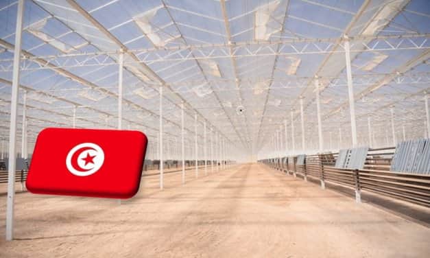 Tunézia: 20 hektár üvegházzal bővül a Hicha Joy projekt