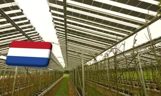 Hollandia: épül Európa legnagyobb napelem alatti bogyósgyümölcs-ültetvénye