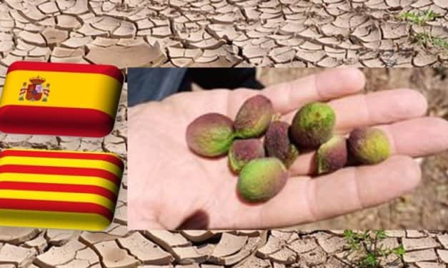 Spanyolország: elrúgják a gyümölcsöket a nektarinok Katalóniában