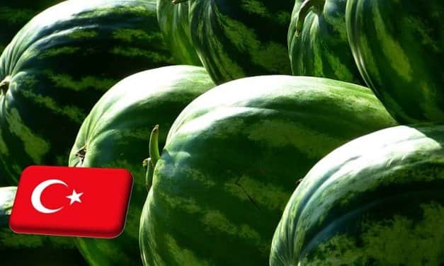 Törökország: Adana körzetében megkezdődött a görögdinnye betakarítása