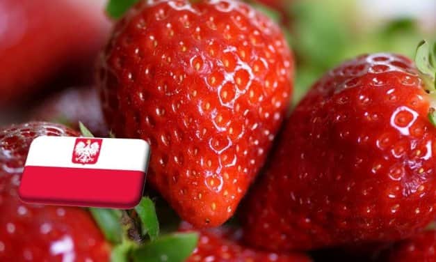 Lengyelország: fokozatosan csökken a szamóca ára