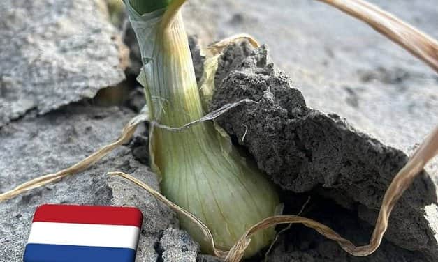 Hollandia: súlyos aszály fenyegeti a növénytermesztést