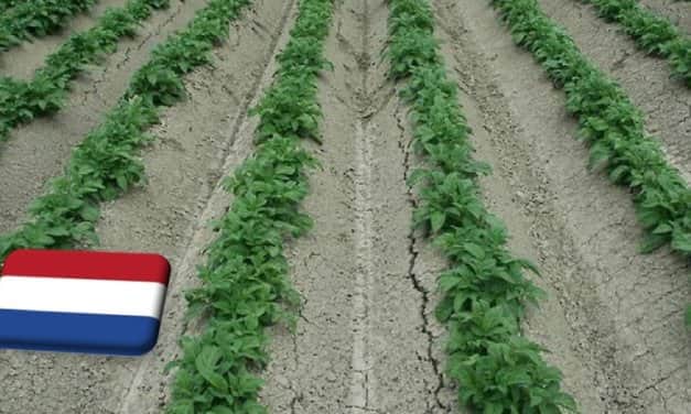 Hollandia: tovább tart a szárazság, a hét vége felé jöhetnek záporok