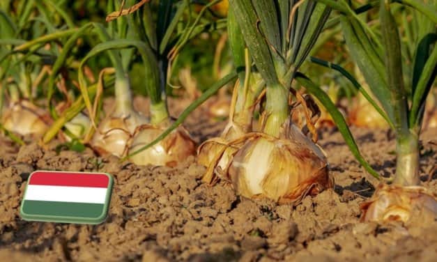 Beszámoló: Áttelelő vöröshagyma bemutató Békéscsabán