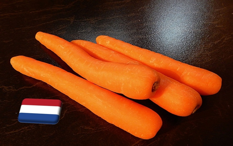 Hollandia: megkezdődött a korai sárgarépa betakarítása