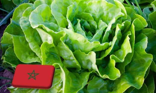 Marokkó: rekordot ért el az első negyedéves salátaexport
