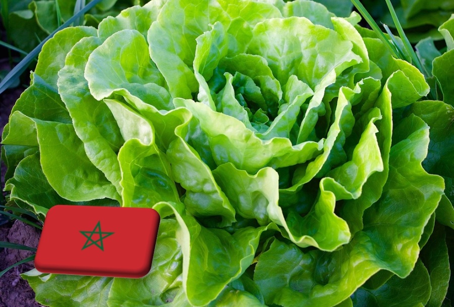 Marokkó: rekordot ért el az első negyedéves salátaexport