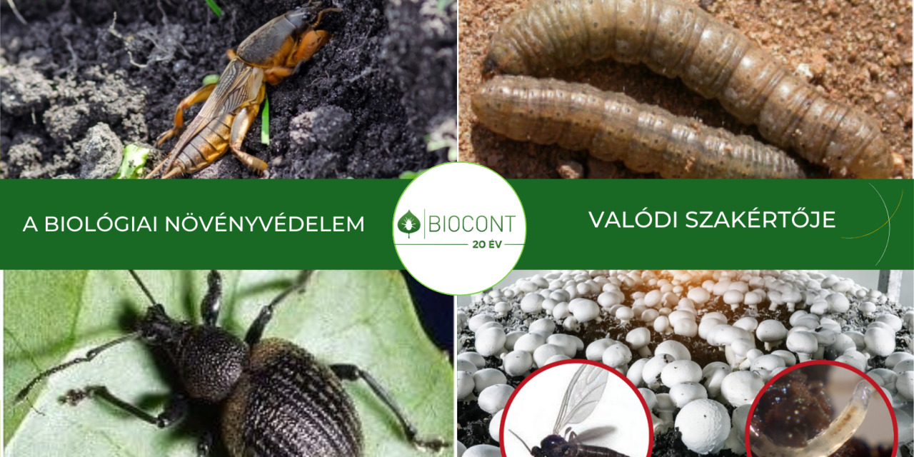 Biocont: Talajlakó kártevők ellen keres  hatékony megoldást? Védekezzen vegyszermentesen entomopatogén fonálférgekkel!