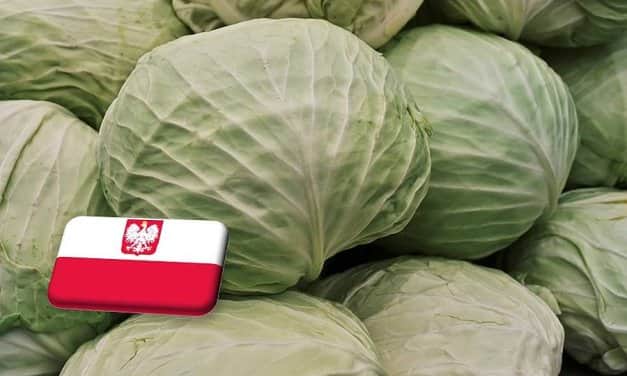 Lengyelország: magasan indul a korai fehér káposzta ára
