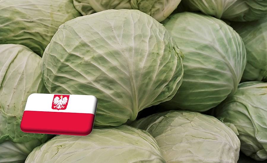Lengyelország: magasan indul a korai fehér káposzta ára