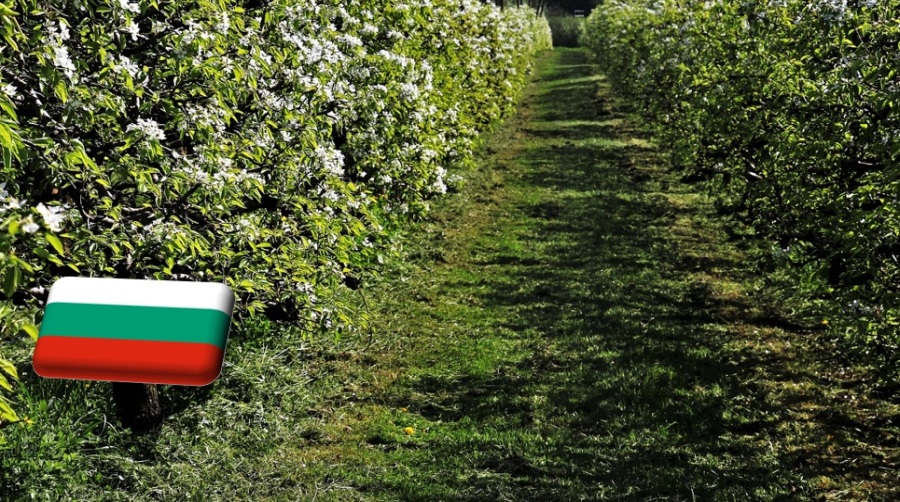 Bulgária: súlyos gondokkal küzd a gyümölcságazat, alig van termés az idén
