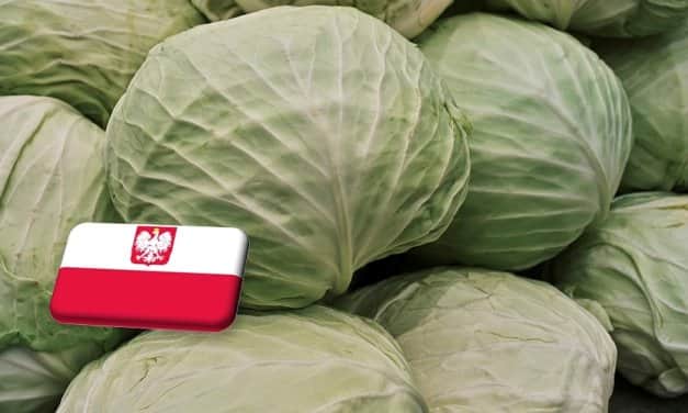 Lengyelország: drága és kevés a fehér káposzta piacokon