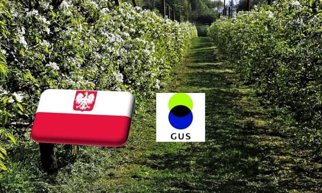 Lengyelország: prognózist adott ki a fán termő gyümölcsök 2023-as terméséről a GUS