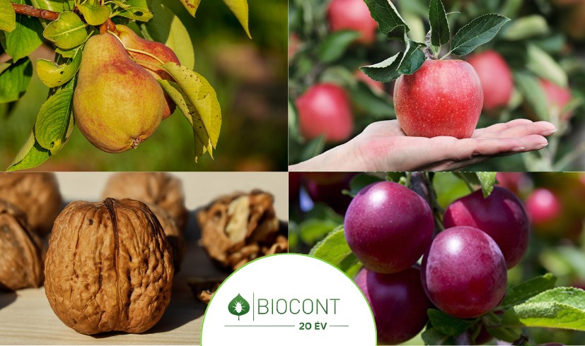 BIOCONT: Almamoly, keleti gyümölcsmoly és  más károsító lepkehernyók elleni védekezés szermaradékmentesen (x)