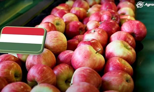 Videó: Kihívások a hazai és európai almatermesztésben – mik a kilátásaink?