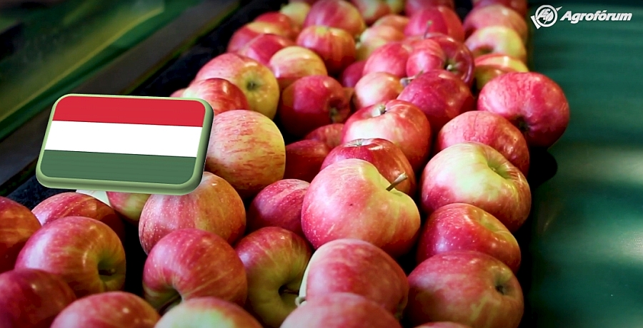 Videó: Kihívások a hazai és európai almatermesztésben – mik a kilátásaink?