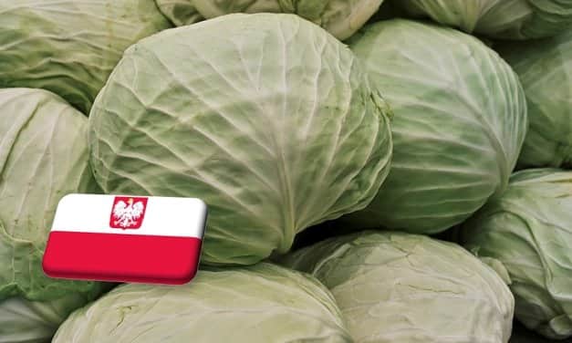 Lengyelország: hatalmasat esett a káposzta ára a nyár végén