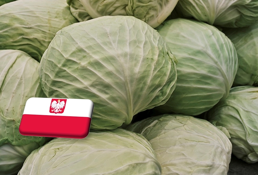 Lengyelország: hatalmasat esett a káposzta ára a nyár végén