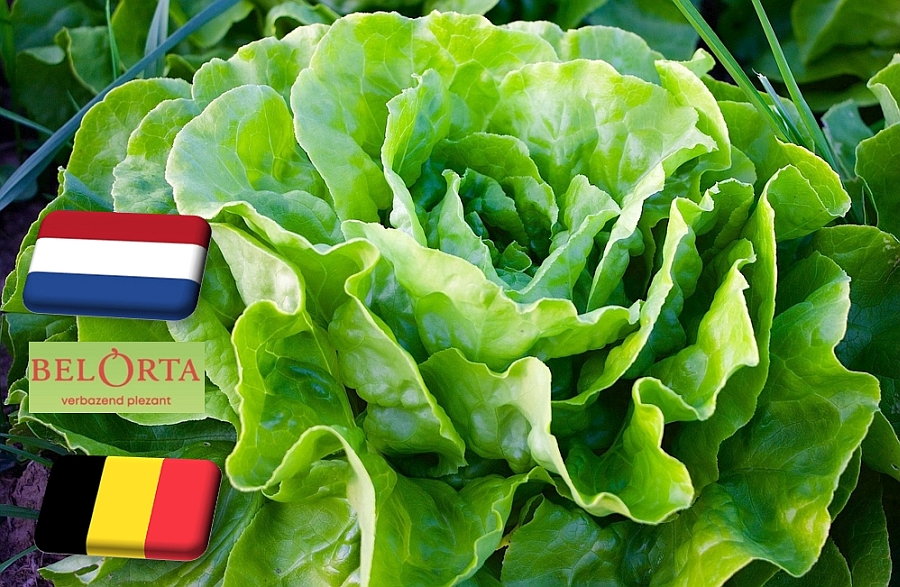 Hollandia: nagy esést követően ismét emelkedőben a saláta ára