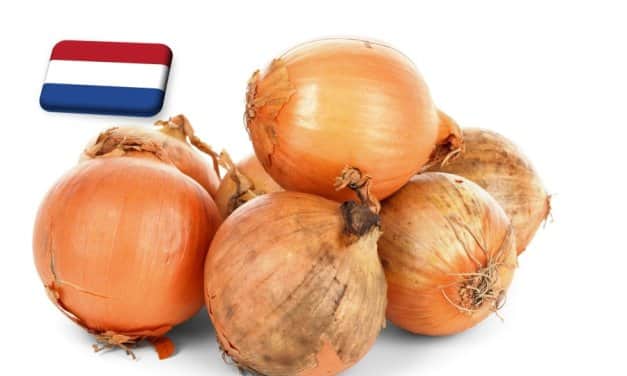 Hollandia: továbbra is kérdéses az idei hagyma minősége