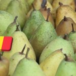 Belgium: élénk kereslet húzza a körte piacát 