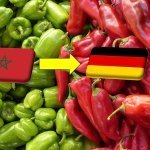 Marokkó: új rekordot ért el a Németországba irányuló paprikaexport 