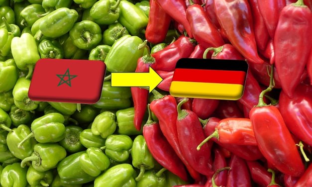 Marokkó: évi 10-20%-kal nő a Németországba irányuló paprikaexport volumene