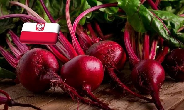 Lengyelország: zuhanórepülésben a cékla ára, hamarosan emelkednie kell