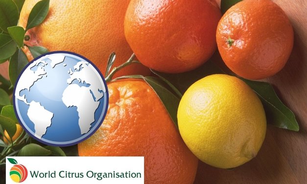 WCO: 12,1%-kal nő az északi féltekén termelt citrusfélék mennyisége