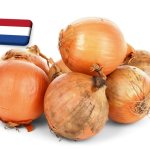 Hollandia: áruhiány jellemzi az előző és az idei hagymaszezon közötti átmenetet 