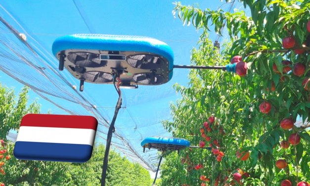 Hollandia: terjed a robotizáció a gyümölcstermesztésben, de még szükség van a munkásokra