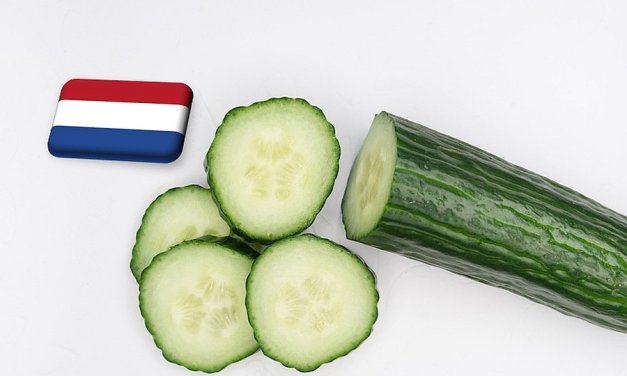 Hollandia: ismét emelkedőben az uborka ára